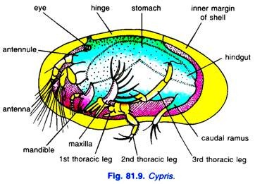 Cypris