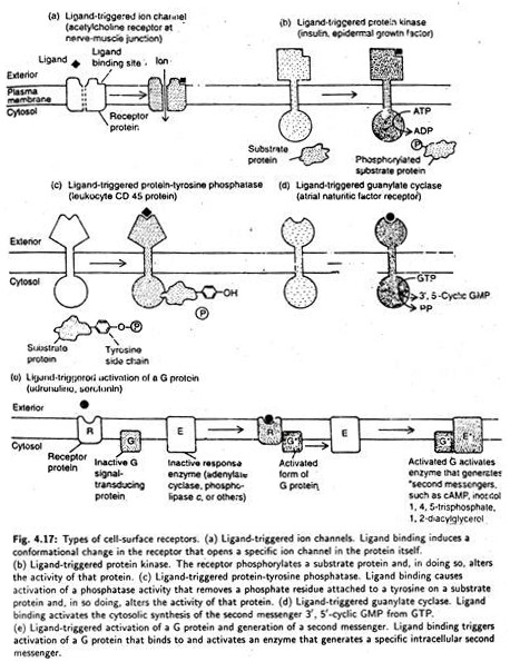 Types of Cell-Surface Receptors