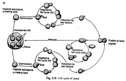 Life Cycle of Yeast