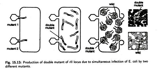 Production of Double Mutant of rII Locus