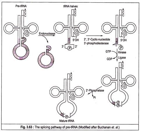 The splicing pathway of pre-tRNA (Modified after Buchanan et. al.)