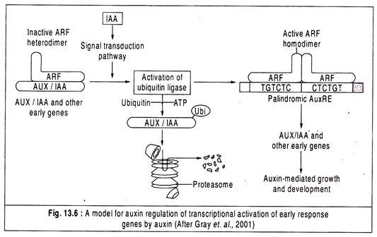 Model for Auxin Regulation