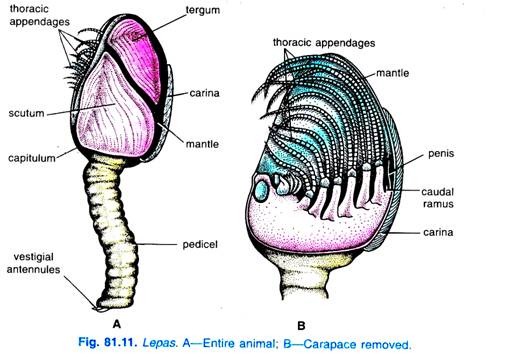 Lepas. A-Entire animal; B-Carapace removed