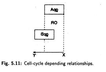 Cell-Cycle Depending Relationships