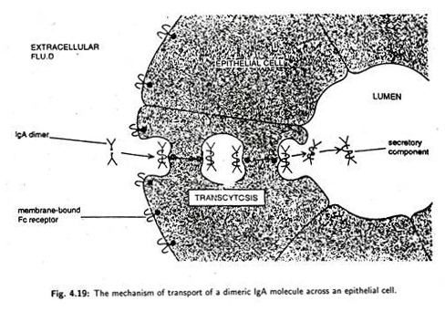 Mechanism of Transport