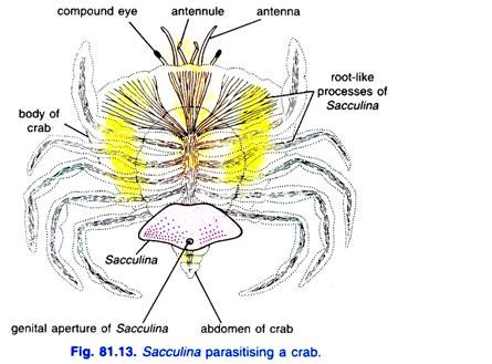 Sacculina parasitising a crab