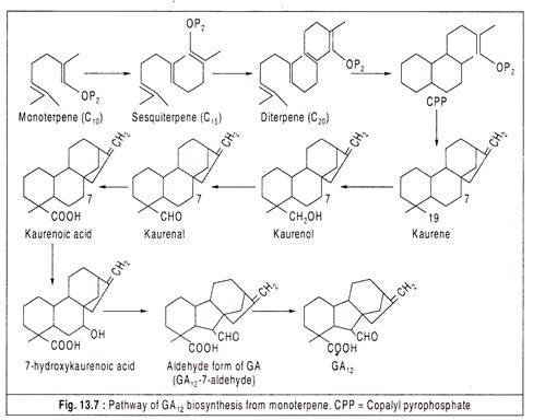 Pathway of GA12 Biosynthesis