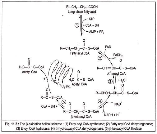 The  β-Oxidation helical scheme