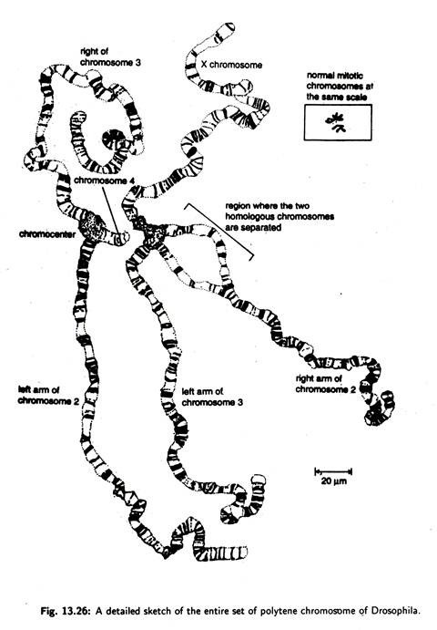 Detailed sketch of the entire set of polytene chromosome of drosophilia