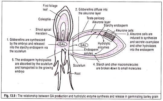 Relationship between GA Production and Hydrolytic Enzyme and Germinating Barley Grain