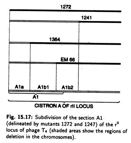 Subdivision of the Section A1