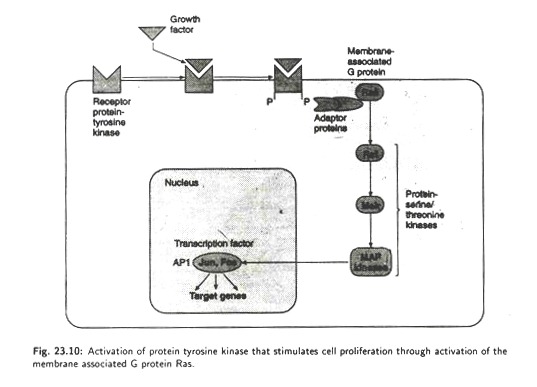 Activation of protein tyrosine kinase