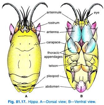 Hippa A-Dorsal view; B-Ventral view