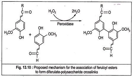 Proposed Mechanism for the Association of Feruloyl Esters