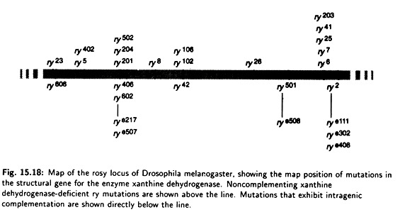 Map of the Rosy Locus of Drosophila