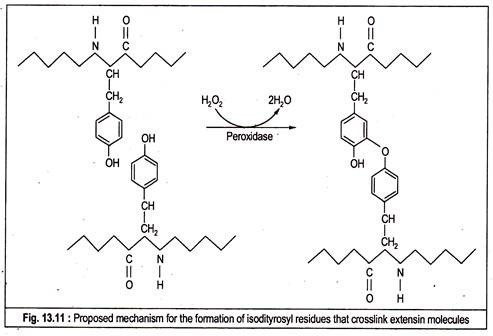 Proposed Mechansim for the Formation of Isodityrosyl Residues