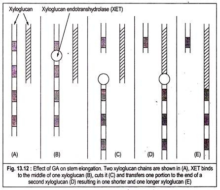 Effect of GA on Stem Elongation