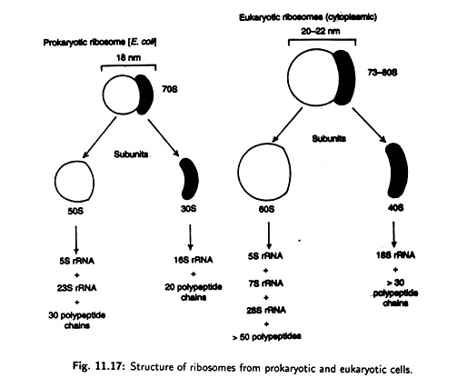 Structure of Ribosomes