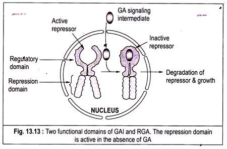 Two Functional Domains of GAI and RGA