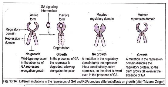 Different Mutations in the Repressors of GAI and RGA