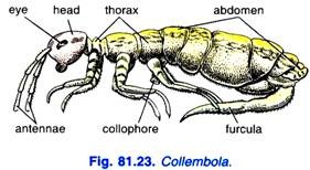 Collembola