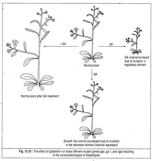 Effect of Gibberellin