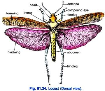 Locust (Dorsal view)