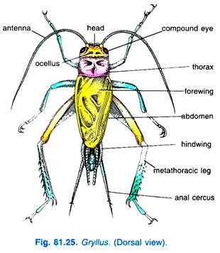 Gryllus (Dorsal view)