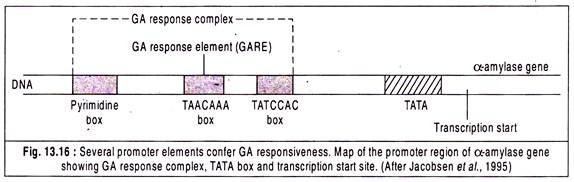 Several Promoter Elements Confer GA Responsiveness