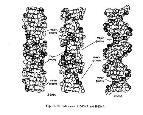 Z-DNA and B-DNA