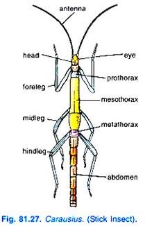 Carausius (Stick Insect)