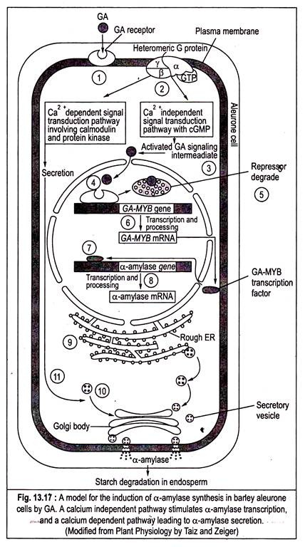 Model for the Induction of α-amylase Synthesis