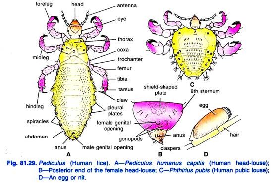 Pediculus (Human lice)