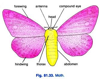 Moth