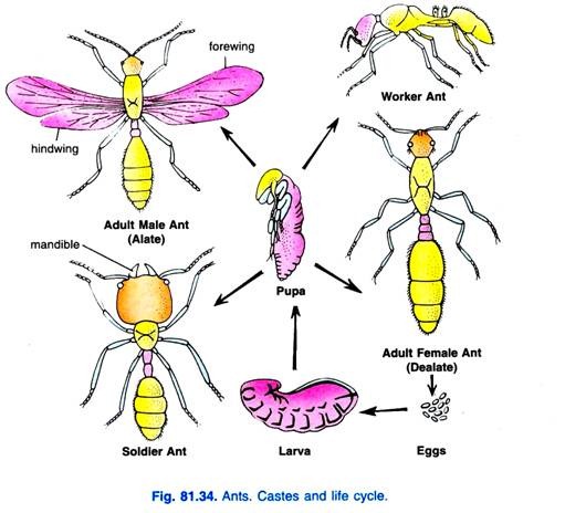 Ants. Castes and life cycle