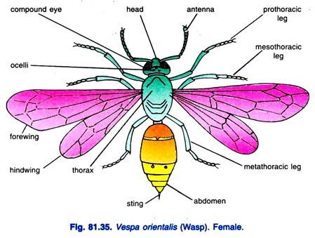 Vespa orientalls (Wasp) Female