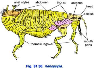 Xenopsylla