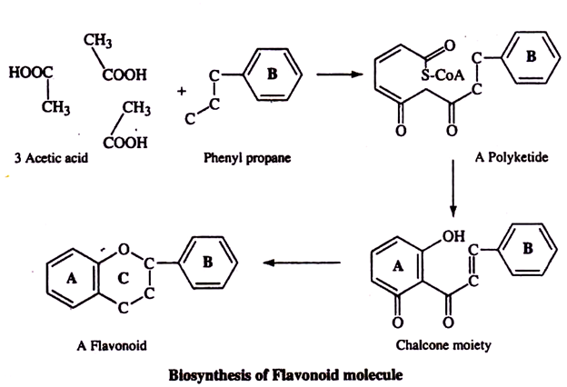 Biosynthesis of Flavonoid Molecule