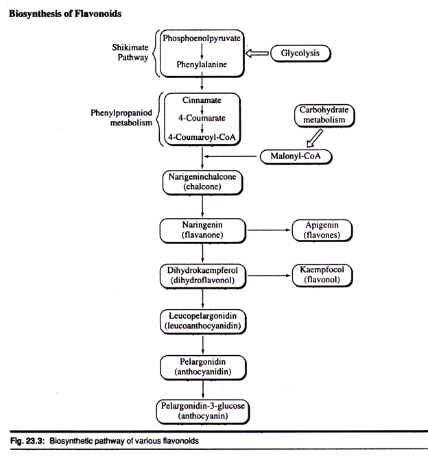 Biosynthetic Pathway of Various Flavonoids