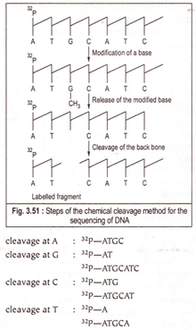 Steps of the chemical cleavage method for the sequencing of DNA