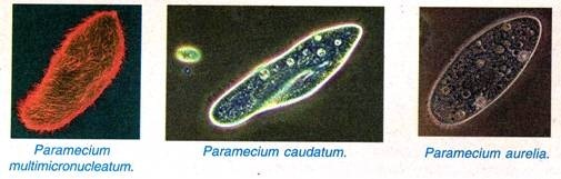 Paramecium multimicronucleatum, Paramecium caudatum și Paramecium aurelia