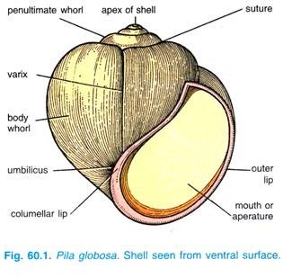 Pila globosa. Shell seen from ventral surface