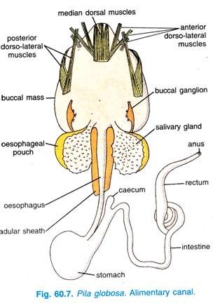 Pila globosa. Alimentary canal