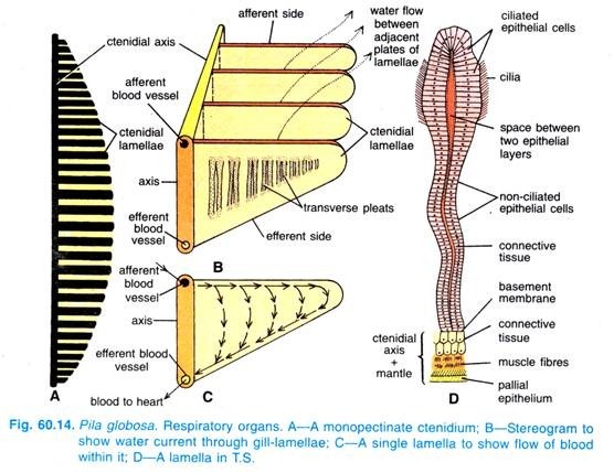 Pila globosa. Respiratory organs 