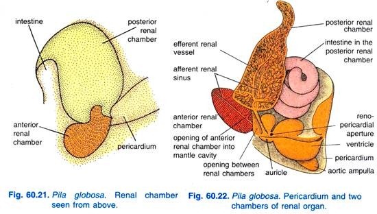 Pila globosa. Renal chamber seen from above and Pericardium and two chambers of renal organ