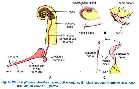 Pila globosa