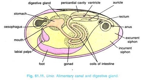 Unio. Alimentary canal and digestive gland