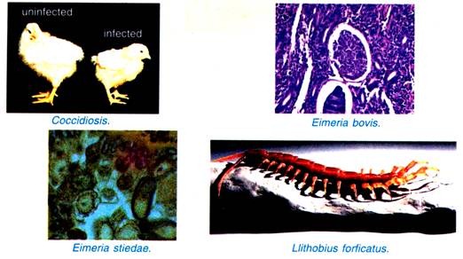 Coocidiosis, Eimeria bovls, Eimeria stiedae and Lithobius forficatus