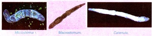 Microstomum, Macrostomum and Catenula