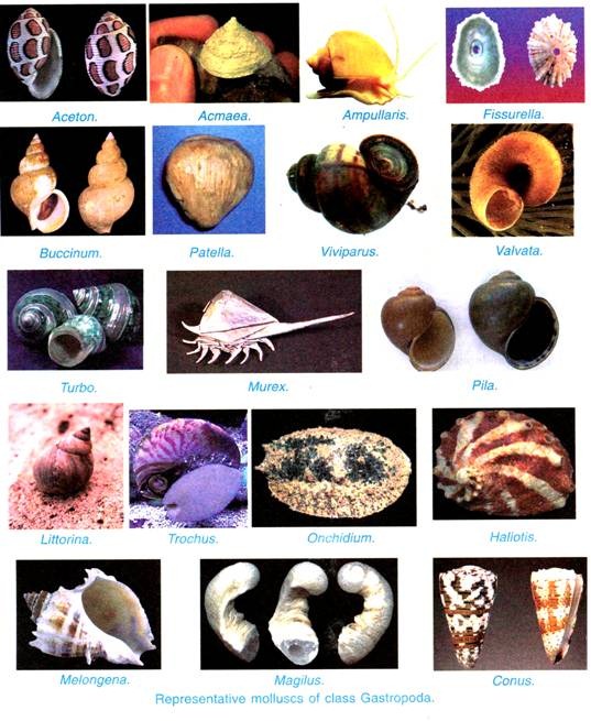 Representative molluscs of class gastropoda